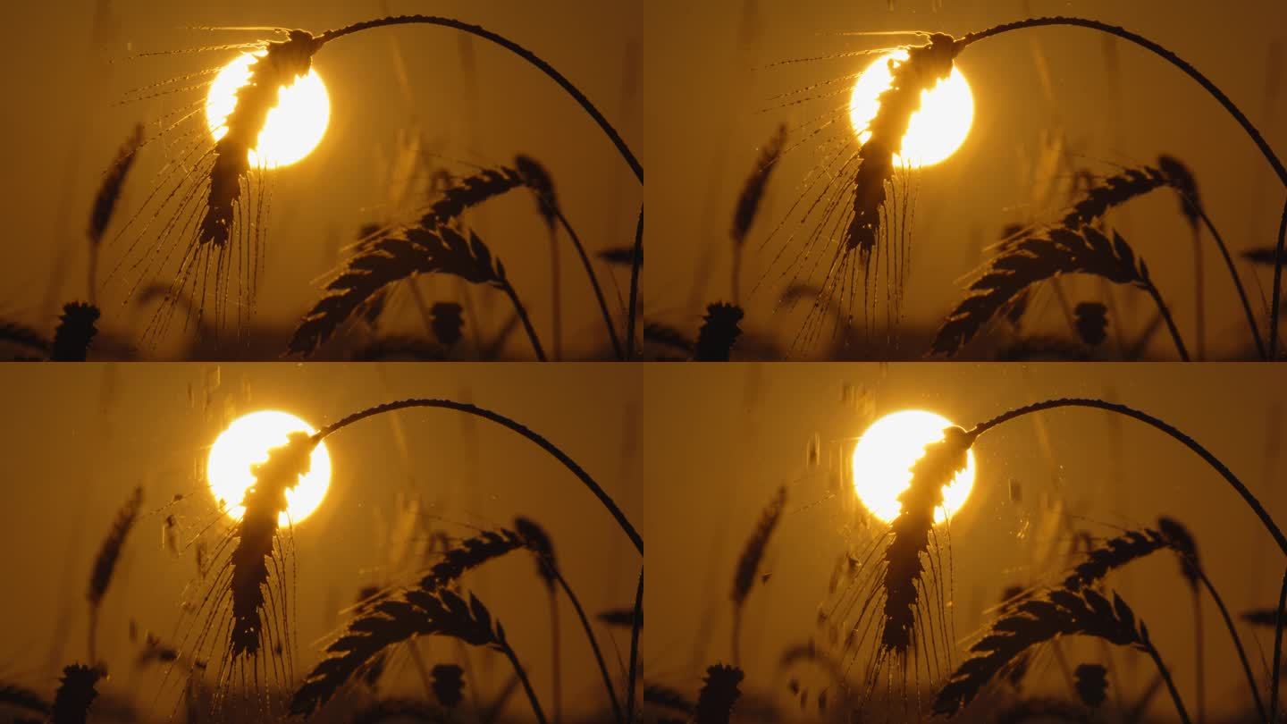 日落时小麦作物对着太阳和天空的慢速锁定镜头