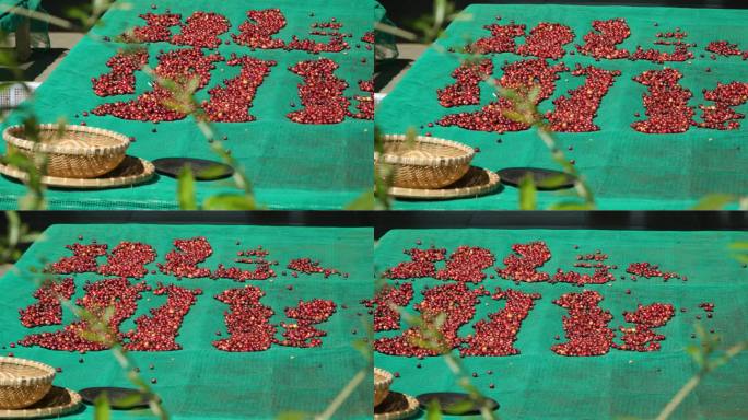 在越南大叻的咖啡农场，工业种植园，收获的成堆的生咖啡豆樱桃铺在布上进行分类