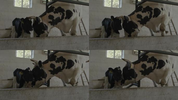 农场里的一头母牛和一头刚出生的小牛。小象依偎在妈妈身边。