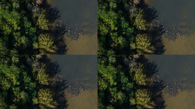 火烈鸟群在红树林边觅食，浅水上有长长的影子