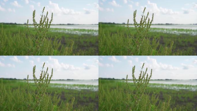 近距离观察生长在湖岸草地上的芦笋