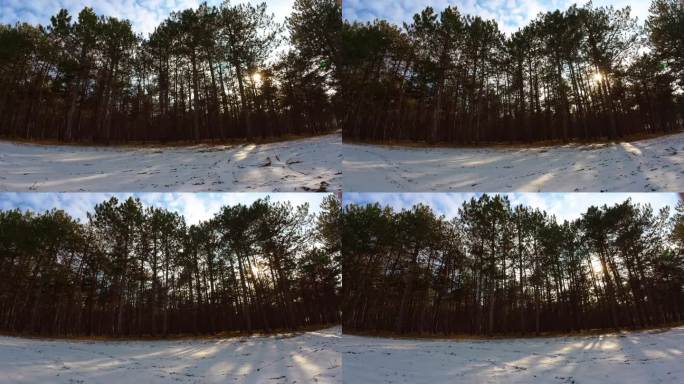 阳光透过白雪覆盖的树木。自然现象，阳光透过白松树枝照射