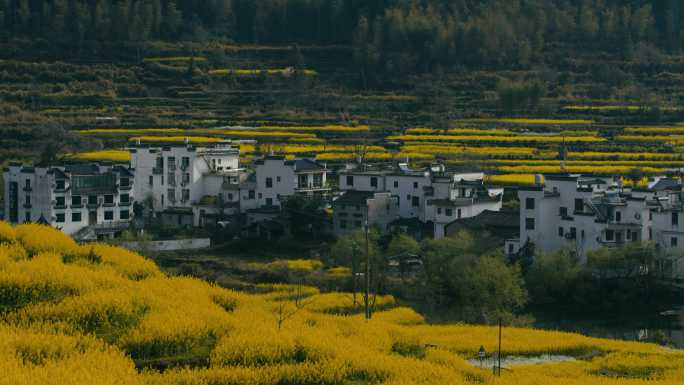 婺源江岭梯田油菜花 (10)