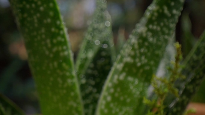微距镜头的绿色植物与冷凝和视频推入焦点。