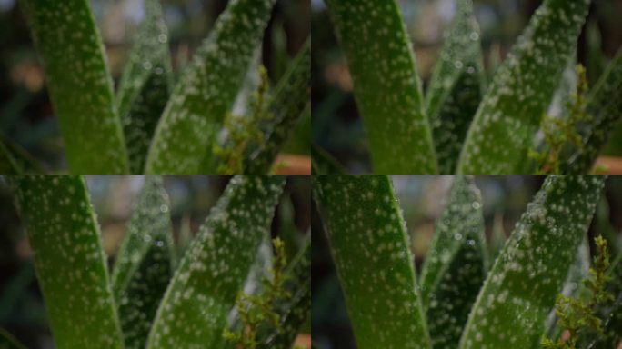 微距镜头的绿色植物与冷凝和视频推入焦点。