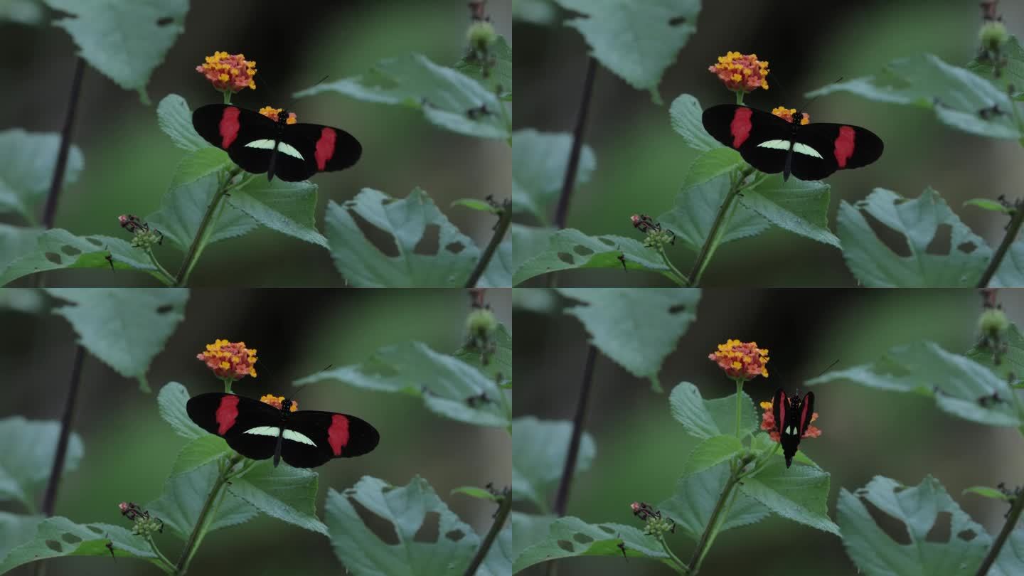 热带蝴蝶，哥斯达黎加;蝴蝶