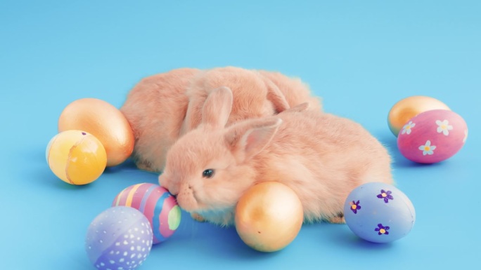 小复活节兔子与复活节彩蛋在孤立的蓝色背景