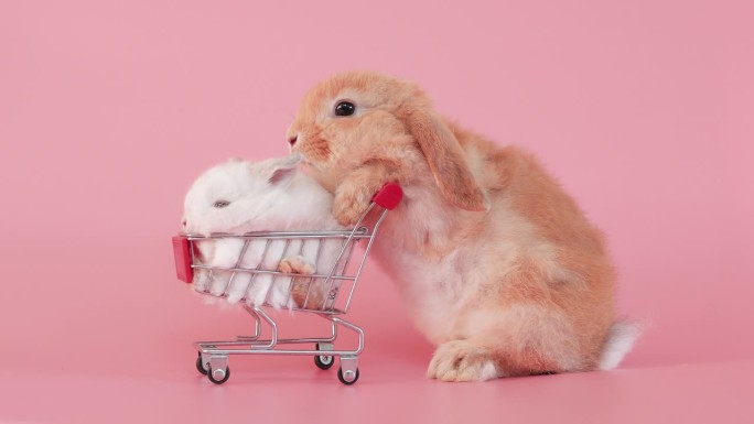 小复活节兔子在购物车上孤立的粉红色背景屏幕