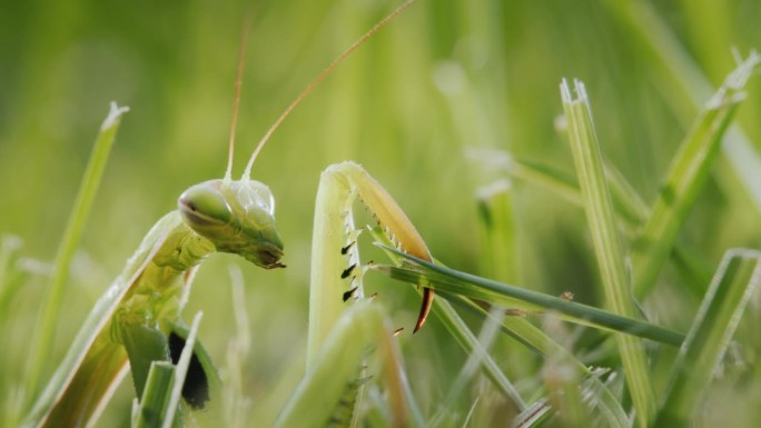 螳螂躲在绿草中，与背景融为一体。
