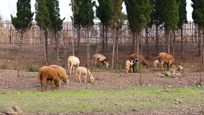 绵羊在牧场上安静地吃草