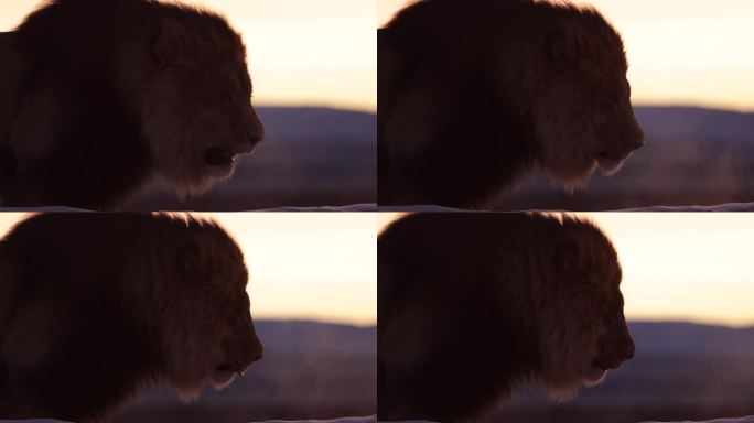 狮子在日出的微光中发出喘息的吼声