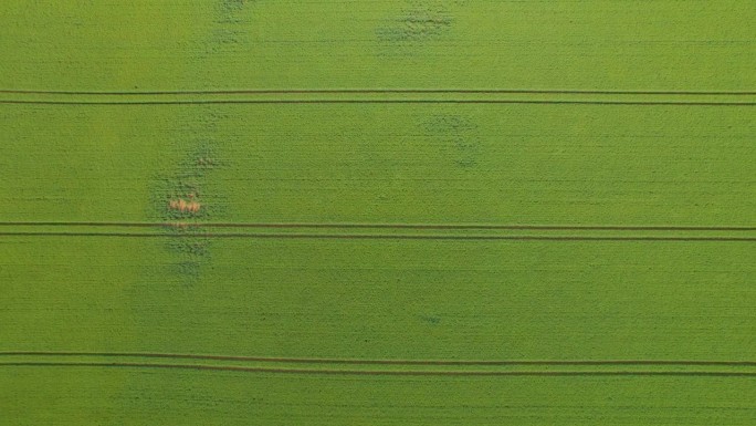 空中俯瞰:绿色田野上拖拉机痕迹的水平线图案