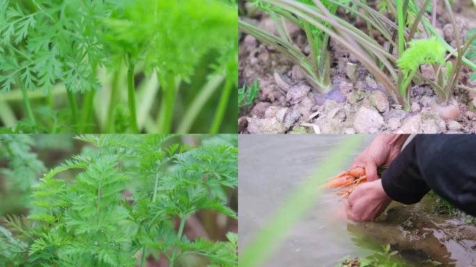 红萝卜种植 生态食材