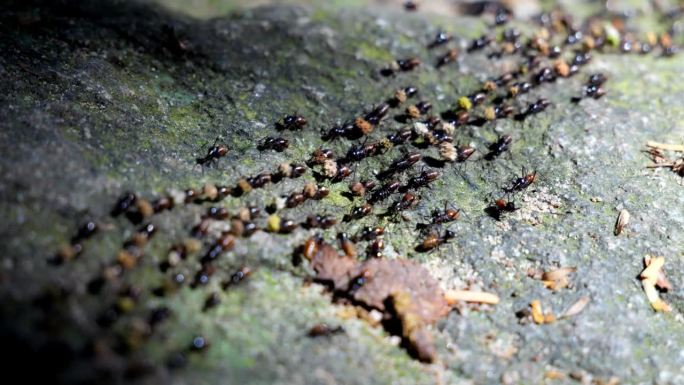 许多白蚁在岩石上行走，白蚁在移动巢穴，成群的白蚁，慢动作