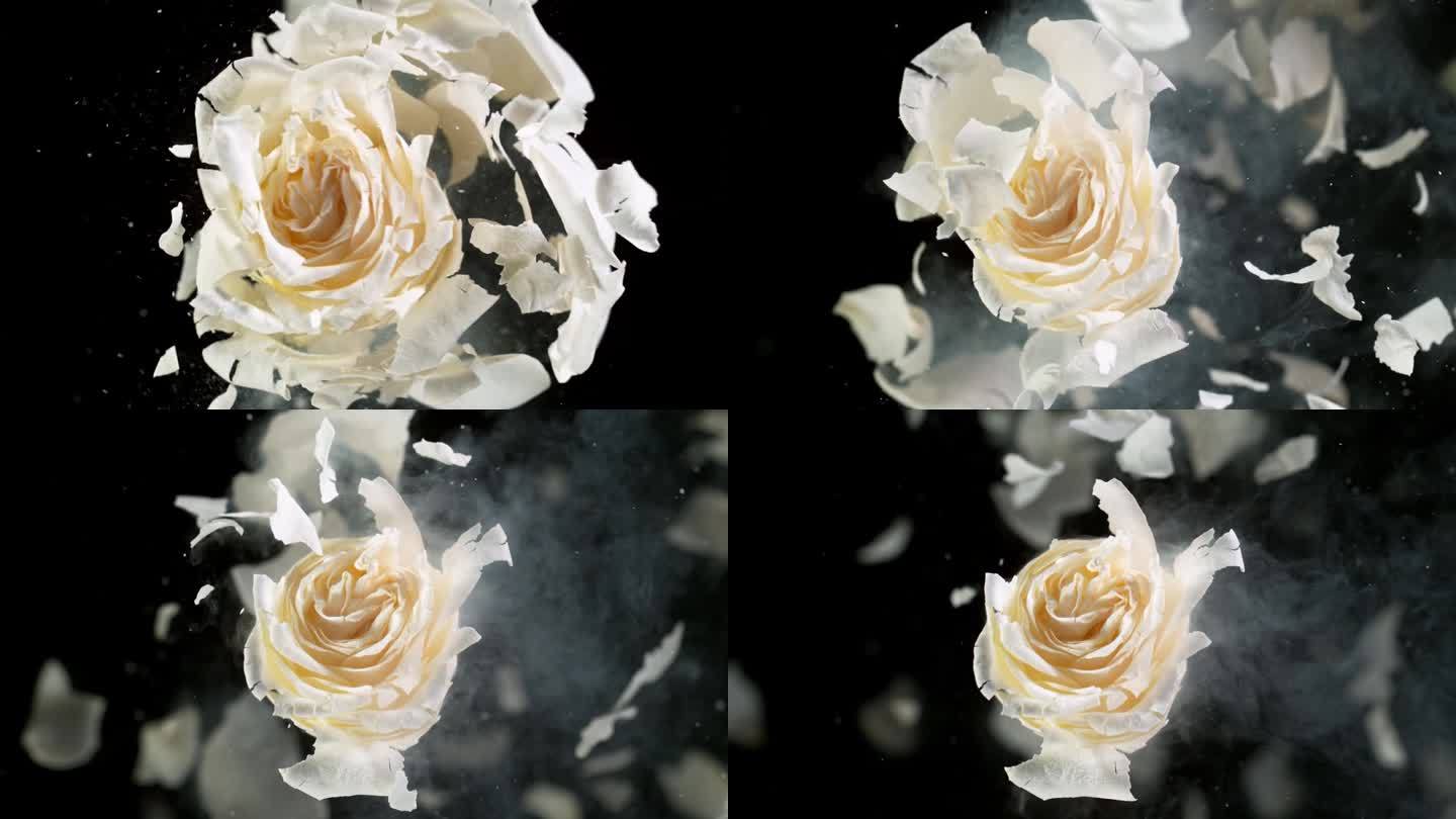冷冻在液氮中的白玫瑰的超级慢镜头爆炸