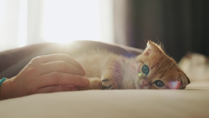 主人的手正在窗前和一只可爱的姜黄色小猫玩耍