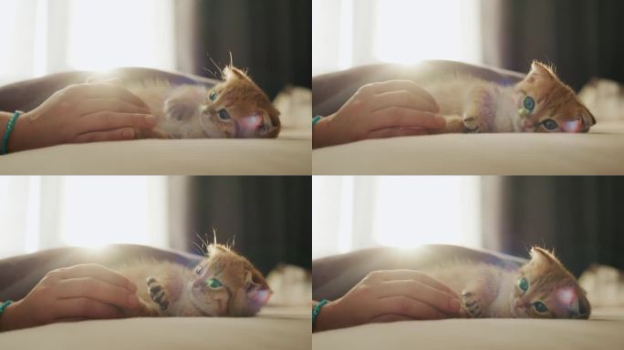 主人的手正在窗前和一只可爱的姜黄色小猫玩耍