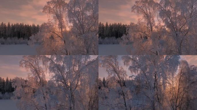 风景特写飞在许多被白霜广泛覆盖的大桦树后面，并在日落中突出。瑞典极度寒冷，零下30度。从左边飞到右边