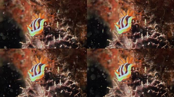 红海水中的四色海蛞蝓。