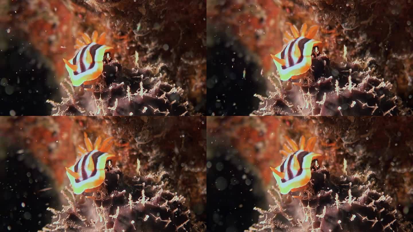 红海水中的四色海蛞蝓。
