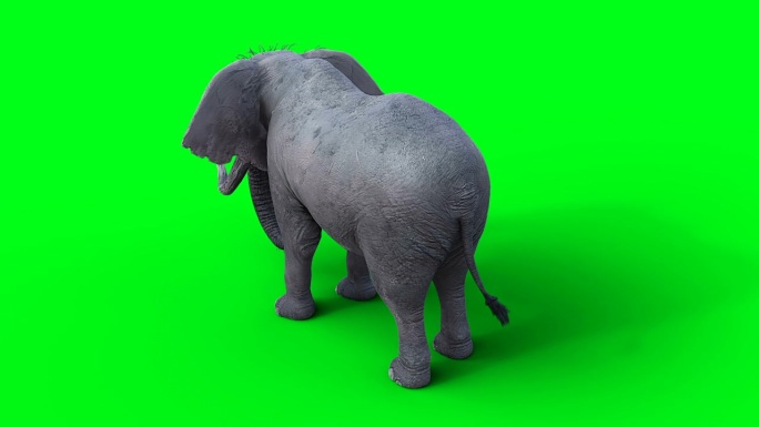 非洲象无所事事。绿屏4k。