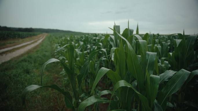 阴天条件下农田绿色植物的SLO MO生长多云天气下的玉米田。