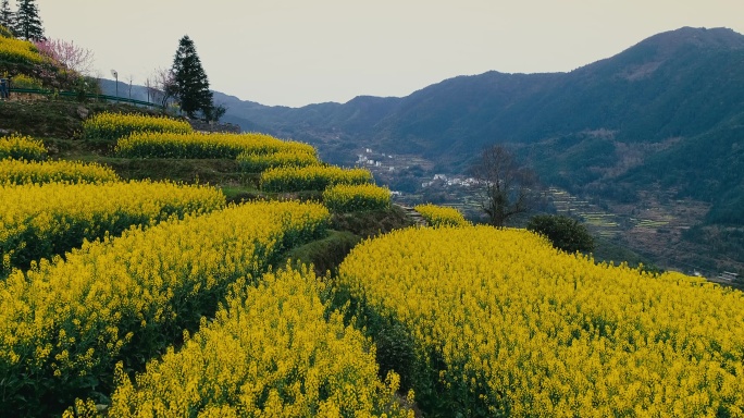 航拍雨后婺源江岭梯田油菜花海 (3)