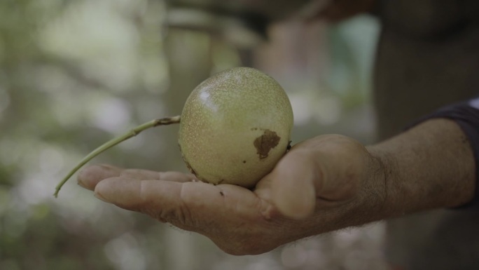 哥斯达黎加农民拿着采摘的绿色未成熟的百香果