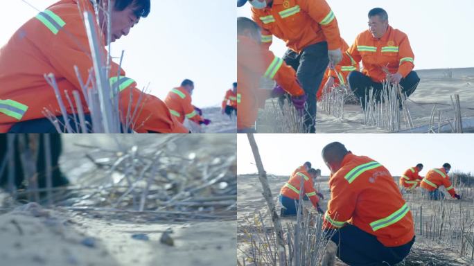 道路养护中心栽种沙障