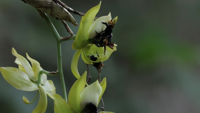 哥斯达黎加，野生蜜蜂在兰花上觅食