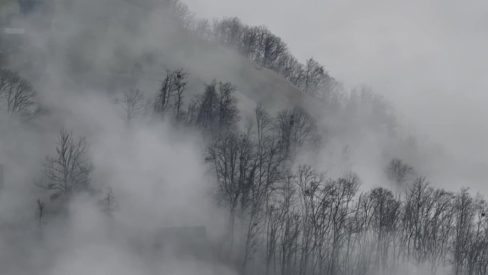 笼罩在冬雾中的神秘森林