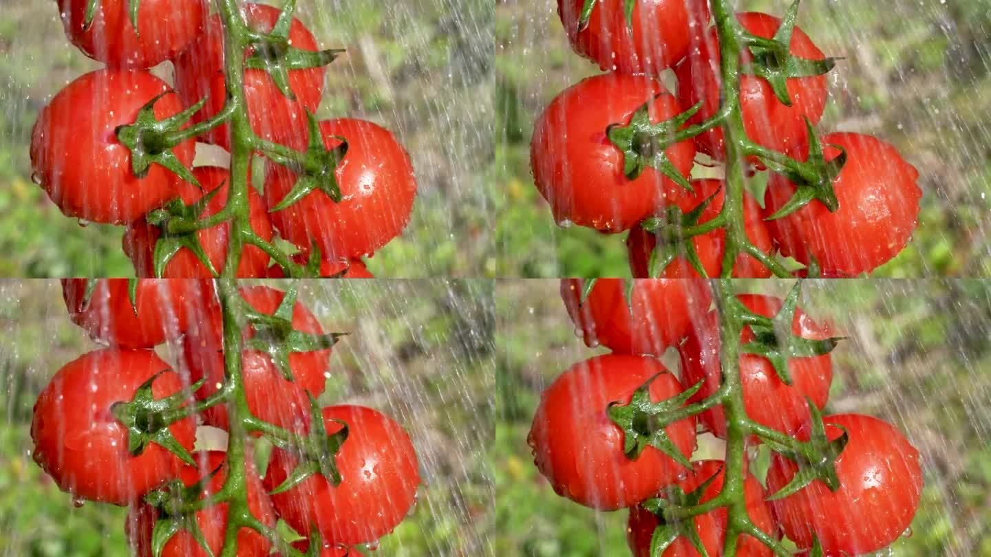 淋浴时洗西红柿的4K慢动作视频。
