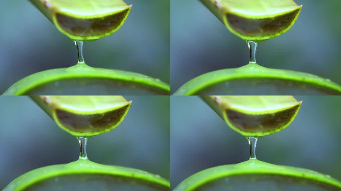 大卷须新鲜的绿色芦荟植物，折叠片的叶子和透明凝胶提取物流过芦荟成分。芦荟凝胶，对皮肤治疗有益的草药