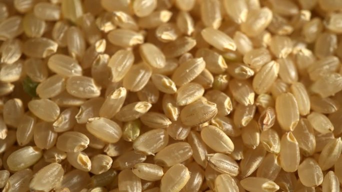 日本糙米米粒日本糙米特写大米种子