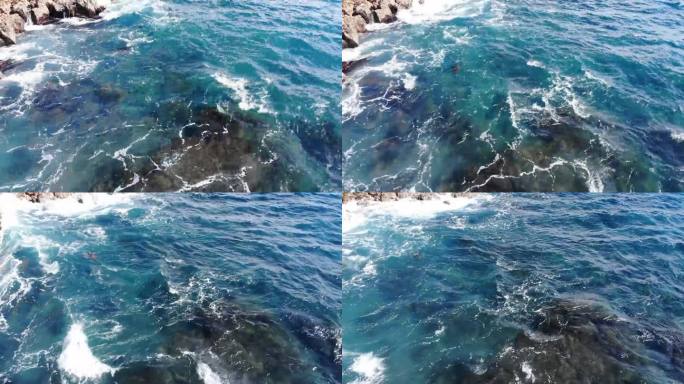 海龟浮在夏威夷海岸线上呼吸