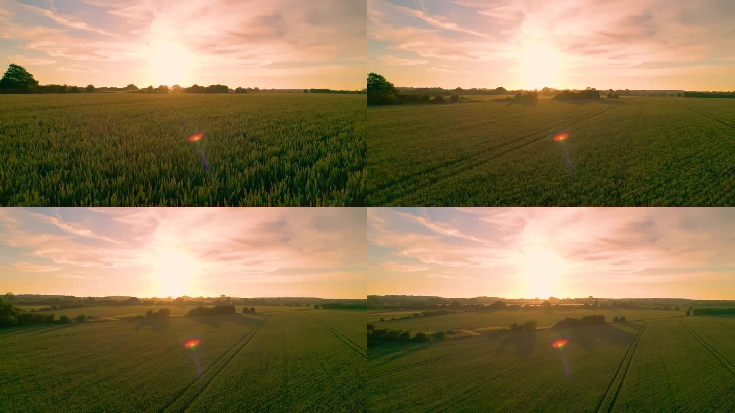 航拍，镜头光晕:英国乡村金色的背光小麦穗