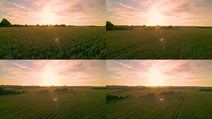 航拍，镜头光晕:英国乡村金色的背光小麦穗