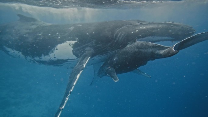超级罕见的小座头鲸接近妈妈的乳腺哺乳的特写(水下视图);巨大的雌鱼抬起长长的胸鳍把宝宝塞进肚子里。