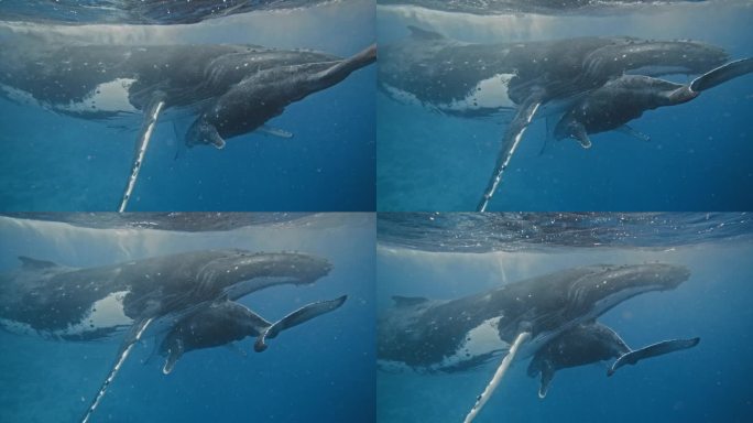 超级罕见的小座头鲸接近妈妈的乳腺哺乳的特写(水下视图);巨大的雌鱼抬起长长的胸鳍把宝宝塞进肚子里。