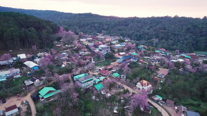 日落在泰国班荣克拉的泰国部落村庄，野生喜马拉雅樱桃树在日落中盛开