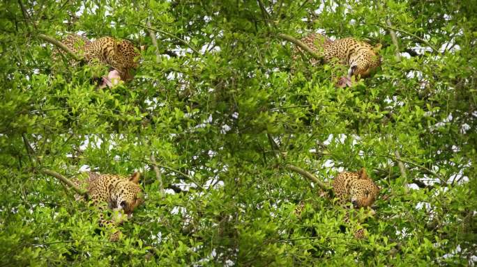 豹子，非洲的大斑点黄猫，豹子属猫科动物科，大猫在绿树下躺着吃杀羚羊，张开红色的下颚叼着一块肉