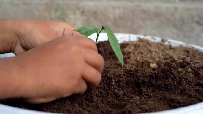 孩子的双手种下一棵新生的树