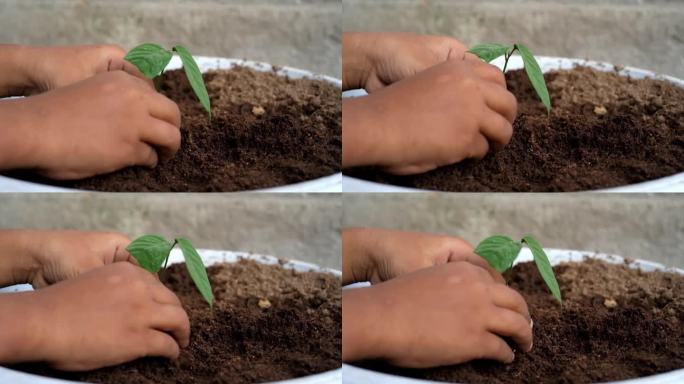 孩子的双手种下一棵新生的树