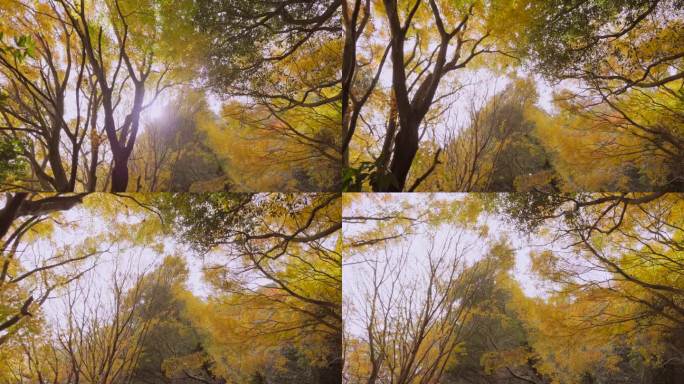 秋山，秋叶铺展秋天的树