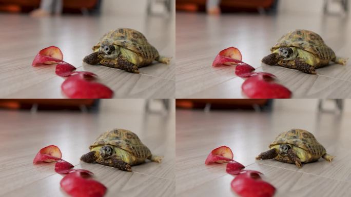 房间地板上有一只陆龟。地板上有一张苹果皮。特写镜头。前视图