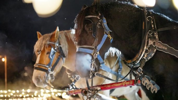 在寒冷的冬夜用马具牵引马匹，动物呼吸蒸汽的慢动作，近距离