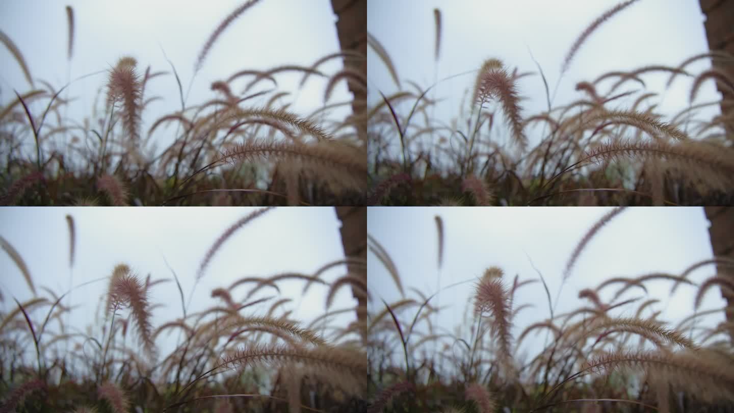风吹紫泉草的特写镜头。