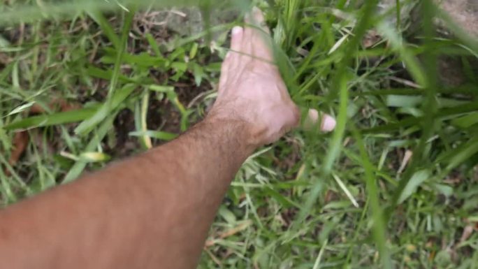 镜头:园艺工作。一个人用一只手把植物从地里拔出来。手工除草。有人把杂草从地里拔出来。把植物从地里拔出
