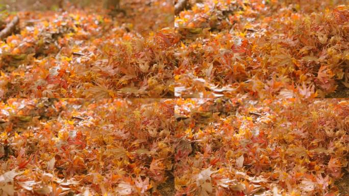铺满秋叶的山间小径