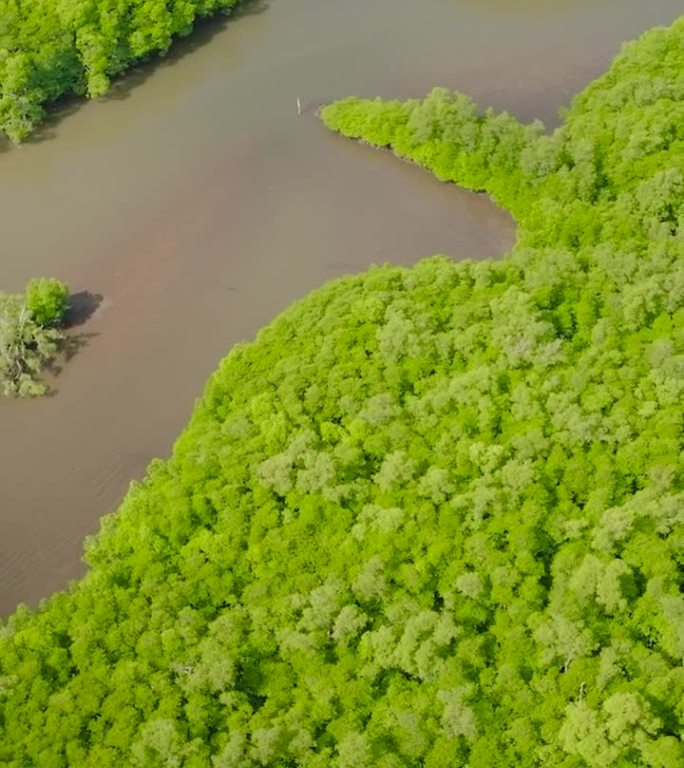 科隆的红树林。菲律宾巴拉望省。